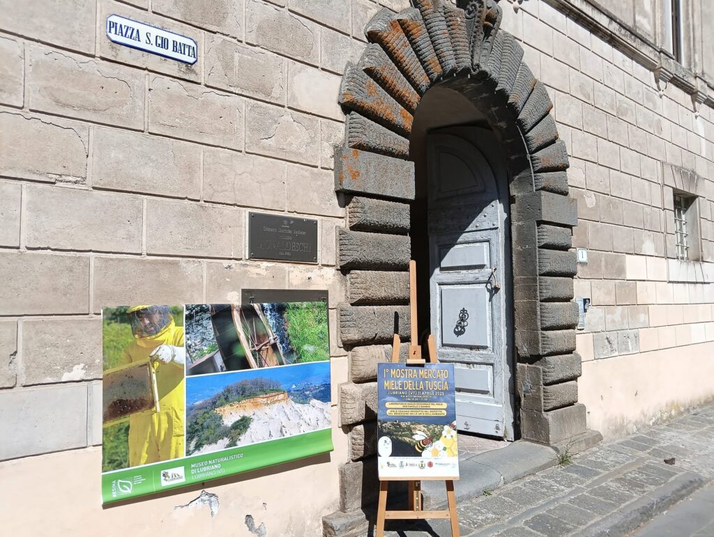 🐝🐝 Lo scorso 11 aprile a Lubriano (VT) abbiamo organizzato la prima edizione della 𝐌𝐨𝐬𝐭𝐫𝐚 𝐌𝐞𝐫𝐜𝐚𝐭𝐨 𝐝𝐞𝐥 𝐌𝐢𝐞𝐥𝐞 𝐝𝐞𝐥𝐥𝐚 𝐓𝐮𝐬𝐜𝐢𝐚, cuore dell'Etruria federale e antica terra di produzione di Miele, che oggi corrisponde all'alto Lazio, alla bassa Toscana e alla porzione sud-occidentale dell'Umbria.🌻🌞🪻🌼 👩‍🌾 🧑‍🌾Cinque apicoltori hanno voluto partecipare con i loro ottimi e diversi mieli, che hanno rappresentato bene, nel colore, nel gusto e nella consistenza, i rispettivi territori di provenienza. 🌳🌹 📜 Lo scenario fiabesco di Palazzo Monaldeschi, con le sue stanze affrescate e il suo giardino, ci ha consentito di accogliere al meglio produttori e visitatori in una bellissima giornata di sole. 🙋‍♀️🙋🙋‍♂️ ⚒️ 𝐄' 𝐠𝐢𝐚̀ 𝐢𝐧 𝐜𝐚𝐧𝐭𝐢𝐞𝐫𝐞 𝐥𝐚 𝐬𝐞𝐜𝐨𝐧𝐝𝐚 𝐞𝐝𝐢𝐳𝐢𝐨𝐧𝐞! Prevista per 𝐎𝐭𝐭𝐨𝐛𝐫𝐞 𝟐𝟎𝟐𝟔, con le nuove produzioni mellifere, iniziative culturali e attività per famiglie e ragazz@ 👶👧🧒👦👩🧑 🎥 Come si direbbe in gergo cinematografico "Buona la prima"! Per la quale ringraziamo sentitamente: 🌱 la famiglia Misasi, proprietaria di Palazzo Monaldeschi 🌱 il Comune di Lubriano e il Sindaco Valentino Gasparri, per il patrocinio, il sostegno e la condivisione; 🌱 il Comune di Castiglione in Teverina, per l'adesione; 🌱 Slovensko veleposlaništvo v Rimu/Ambasciata slovena a Roma, per il patrocinio, la condivisione e la diffusione; 🌱 AMi Ambasciatrici e Ambasciatori dei Mieli, per il patrocinio e la vicinanza; 🌱 associazione nazionale Città del Miele, per il patrocinio; 🌱 le operatrici museali Sara, Serena e Federica Ma soprattutto ringraziamo i produttori: 🍯 ApiariUmbri di Alessio Carozzi https://apiariumbri.it/ (Umbria) 🍯 Apicoltura Franco Tognarini https://mieledeimontivolsini.altervista.org/ (Lazio) 🍯 Apicoltura Reinhard Rohrwacher (Agriturismo Poggio del Miglio) www.poggiodelmiglio.it (Umbria) 🍯 Az. Agricola Apicoltore Leonardo Mancini (Lazio) 🍯 Tenuta Gazzella Apicoltore Alessandro Gazzella https://tenutagazzella.it/ (Lazio) 🤓 Continuate a seguirci e rimanete sintonizzati! Stay tuned! 📻 Fondazione "Meleiros" - Api, Miele, Biodiversità